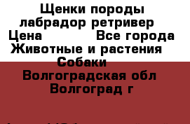 Щенки породы лабрадор ретривер › Цена ­ 8 000 - Все города Животные и растения » Собаки   . Волгоградская обл.,Волгоград г.